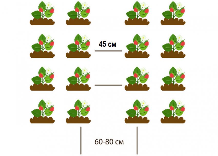 Посадка клубники расстояние между кустами и рядами фото