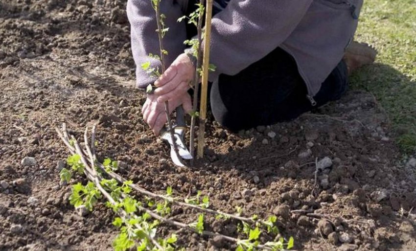 Как посадить смородину весной кустами пошаговое фото