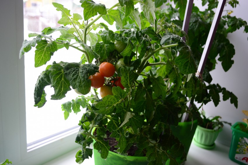 Выращивание помидоров черри на подоконнике. Балконное чудо. Помидоры черри на подоконнике. Бонсай помидоры на подоконнике. Садовая Жемчужина томат черри на подоконнике.